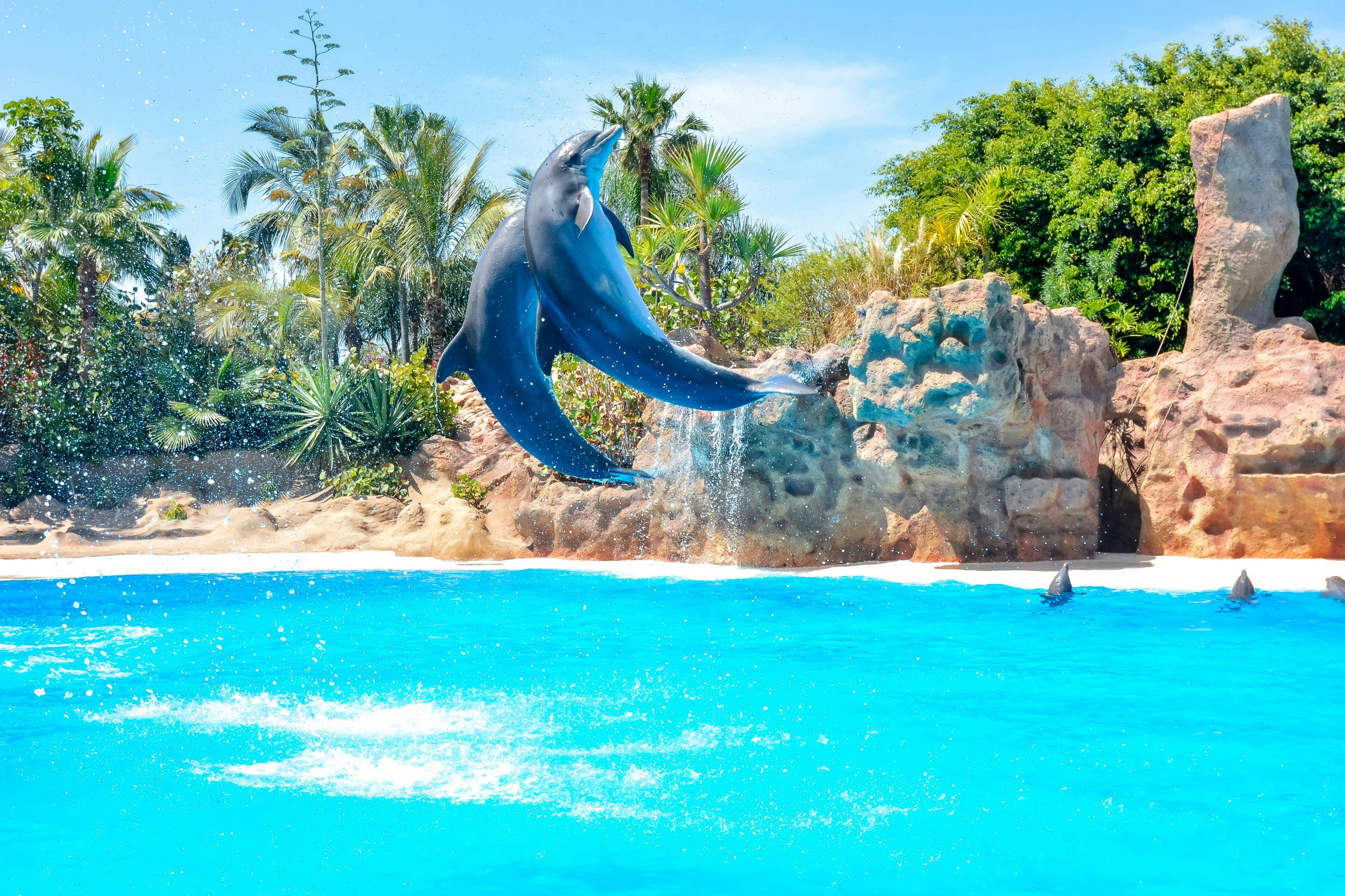 Obiteljski odmor na Tenerifima